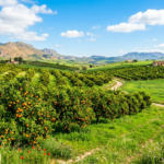 Orange-Trees-Wallpaper